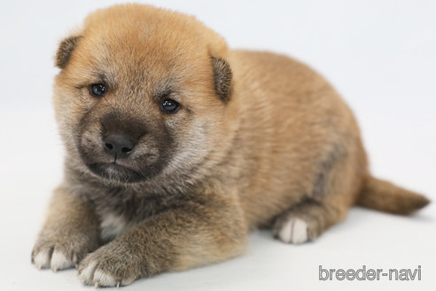 成約済の神奈川県の柴犬-351655の1枚目